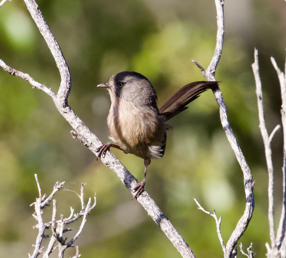 Wrentit - ML152956941