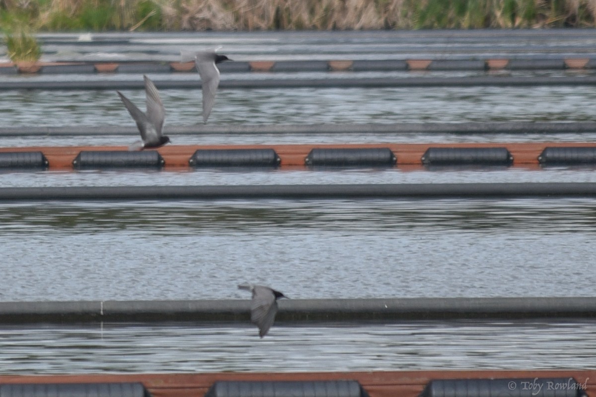 Black Tern - Toby Rowland