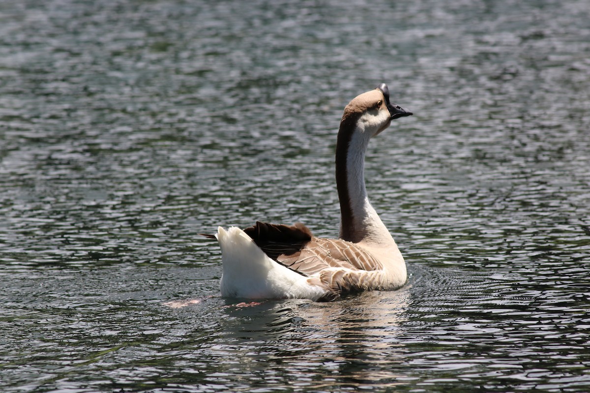 Graylag x Swan Goose (hybrid) - ML152956961