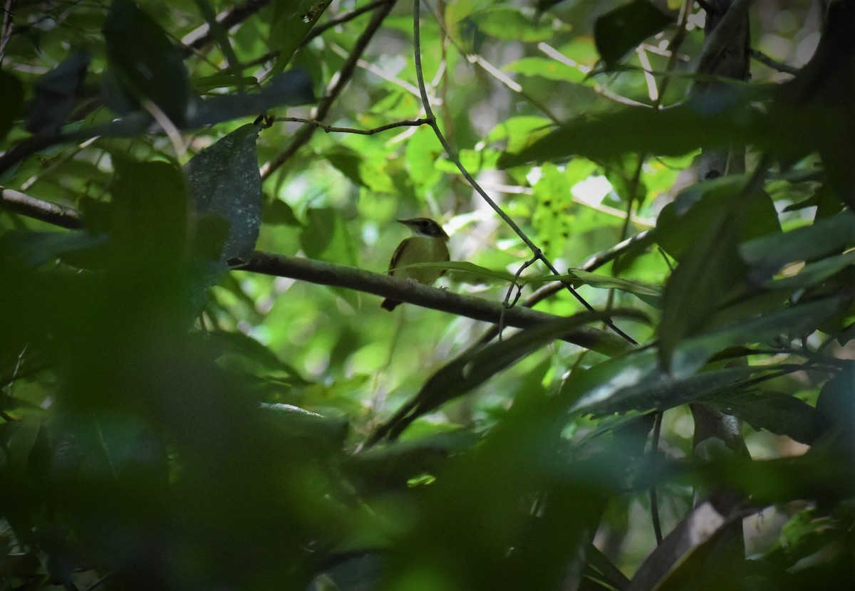 Stub-tailed Spadebill - Jason Mai