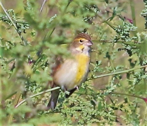 Dickcissel d'Amérique - ML152957661