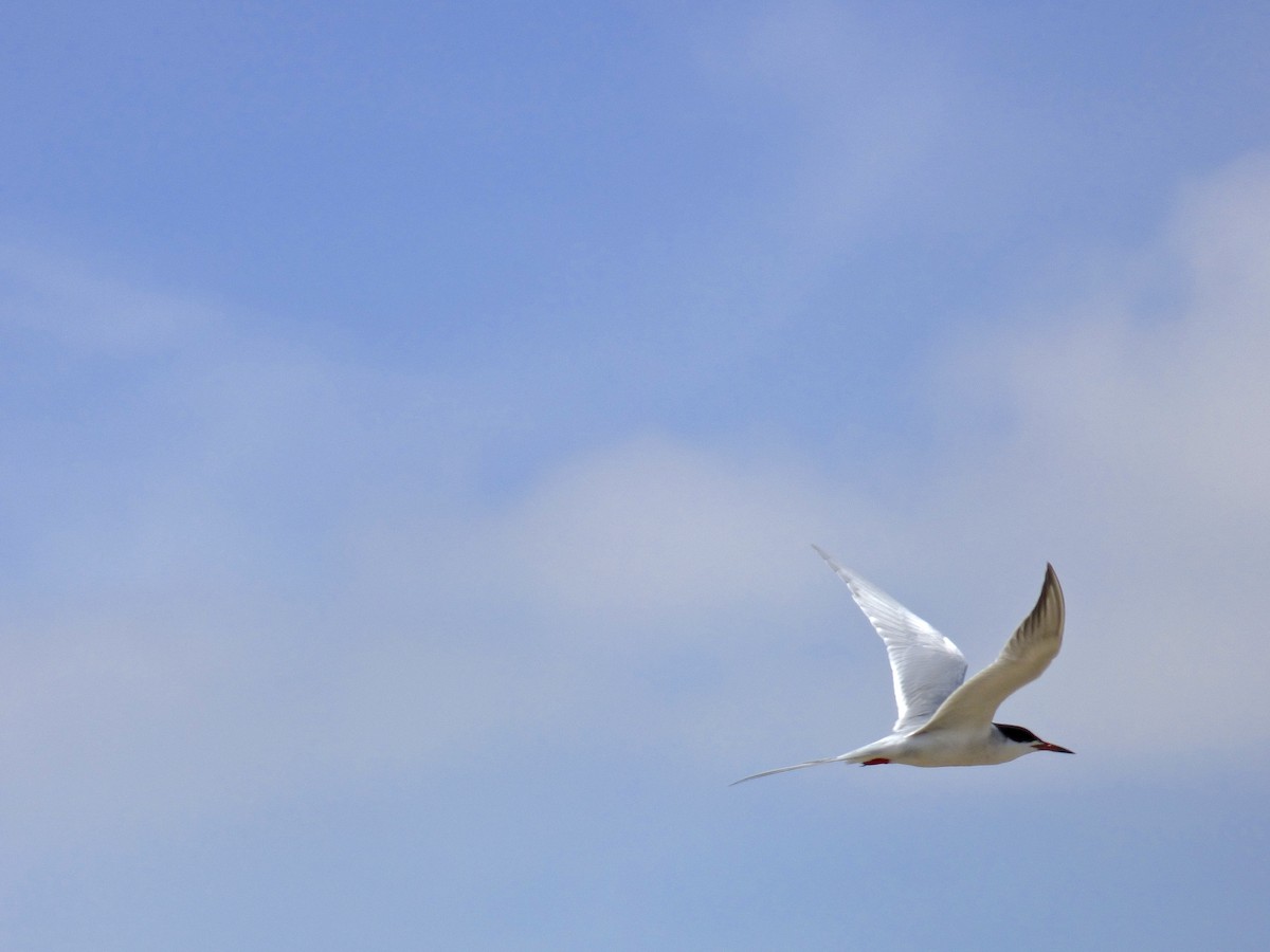 Forster's Tern - Terry Swope