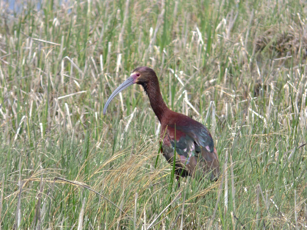 Ibis à face blanche - ML152958321