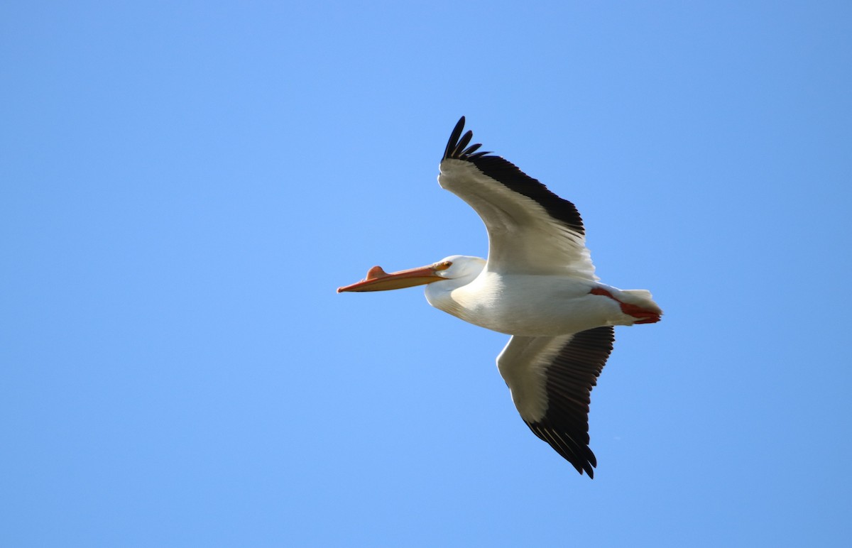 American White Pelican - Manuel Duran