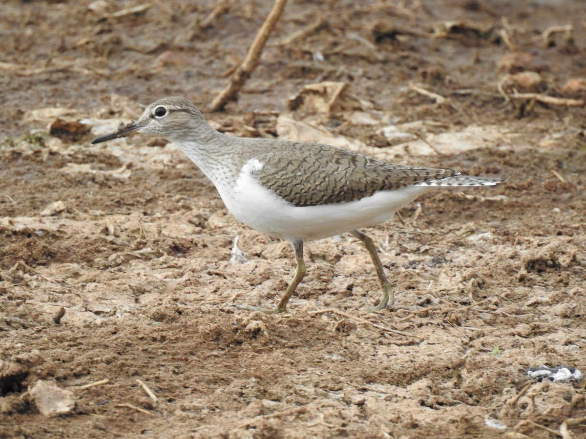 Common Sandpiper - ML152958661