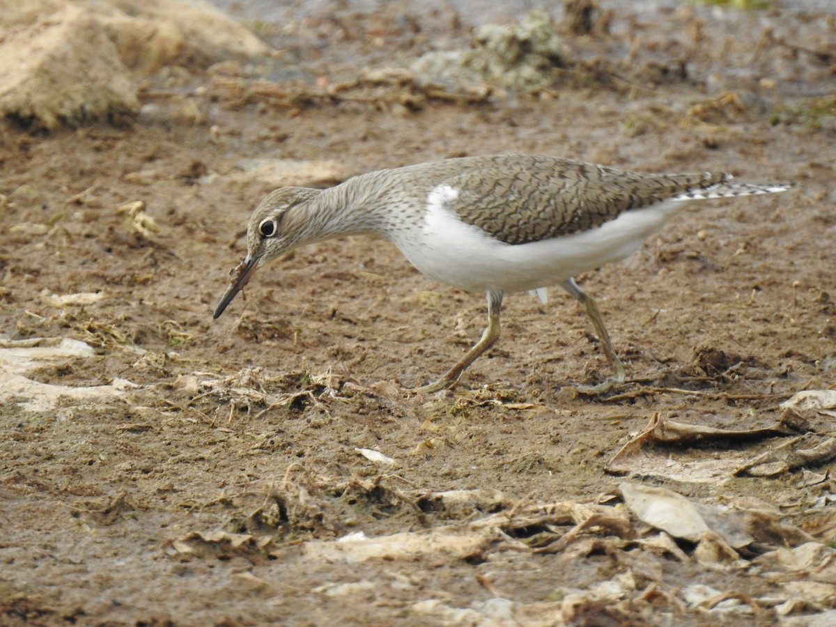 Common Sandpiper - ML152958721