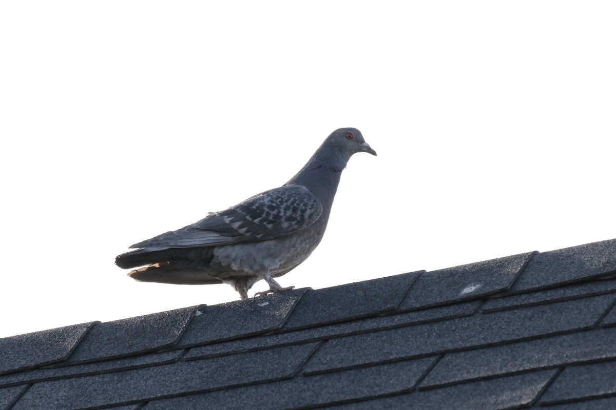 Rock Pigeon (Feral Pigeon) - Cameron Eckert