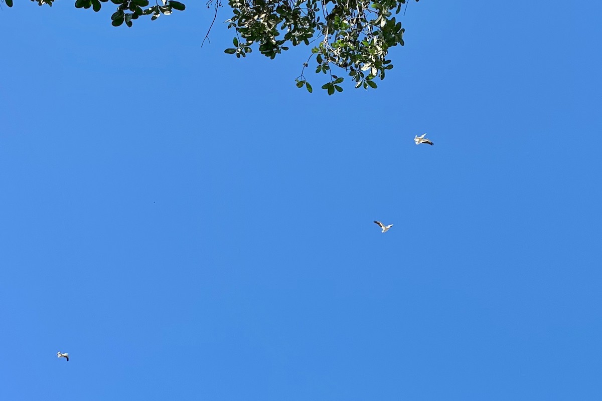 American White Pelican - ML152961381