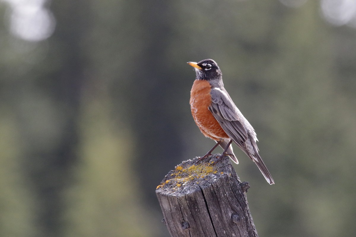 American Robin - Cameron Eckert