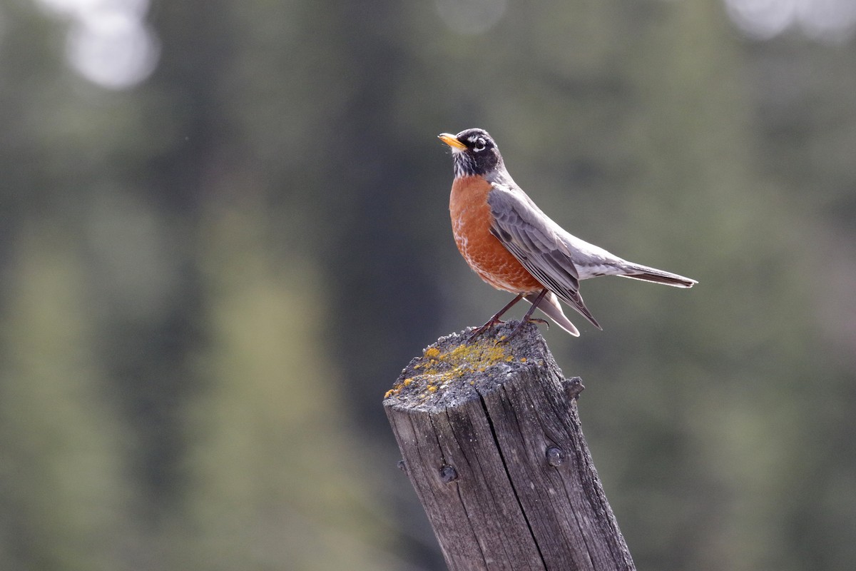 American Robin - Cameron Eckert