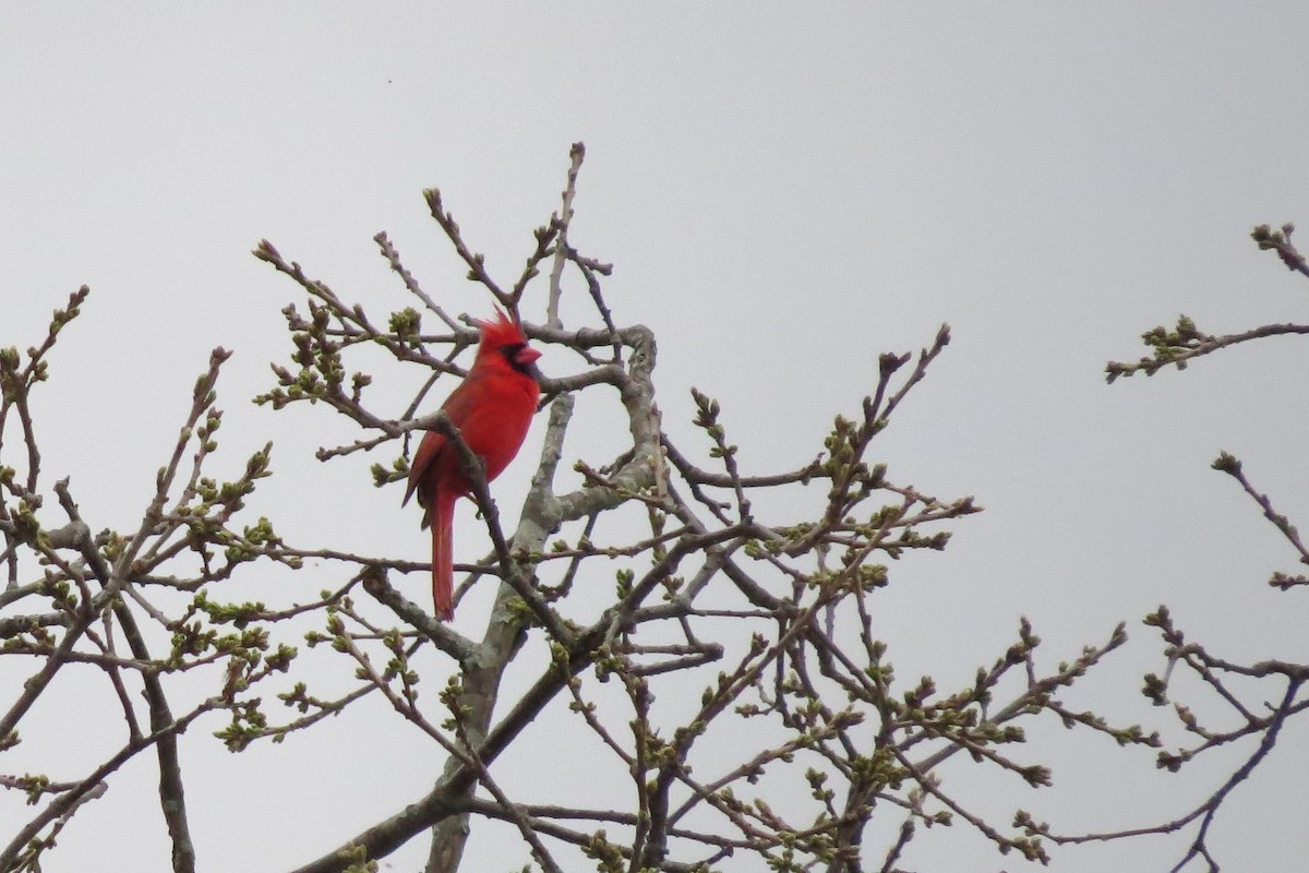 Northern Cardinal - Jarvis Shirky