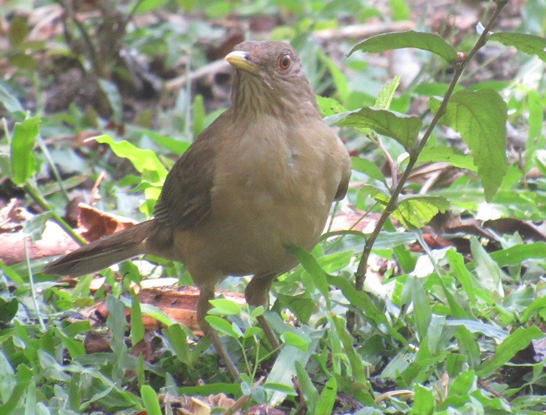 Clay-colored Thrush - ML152963181