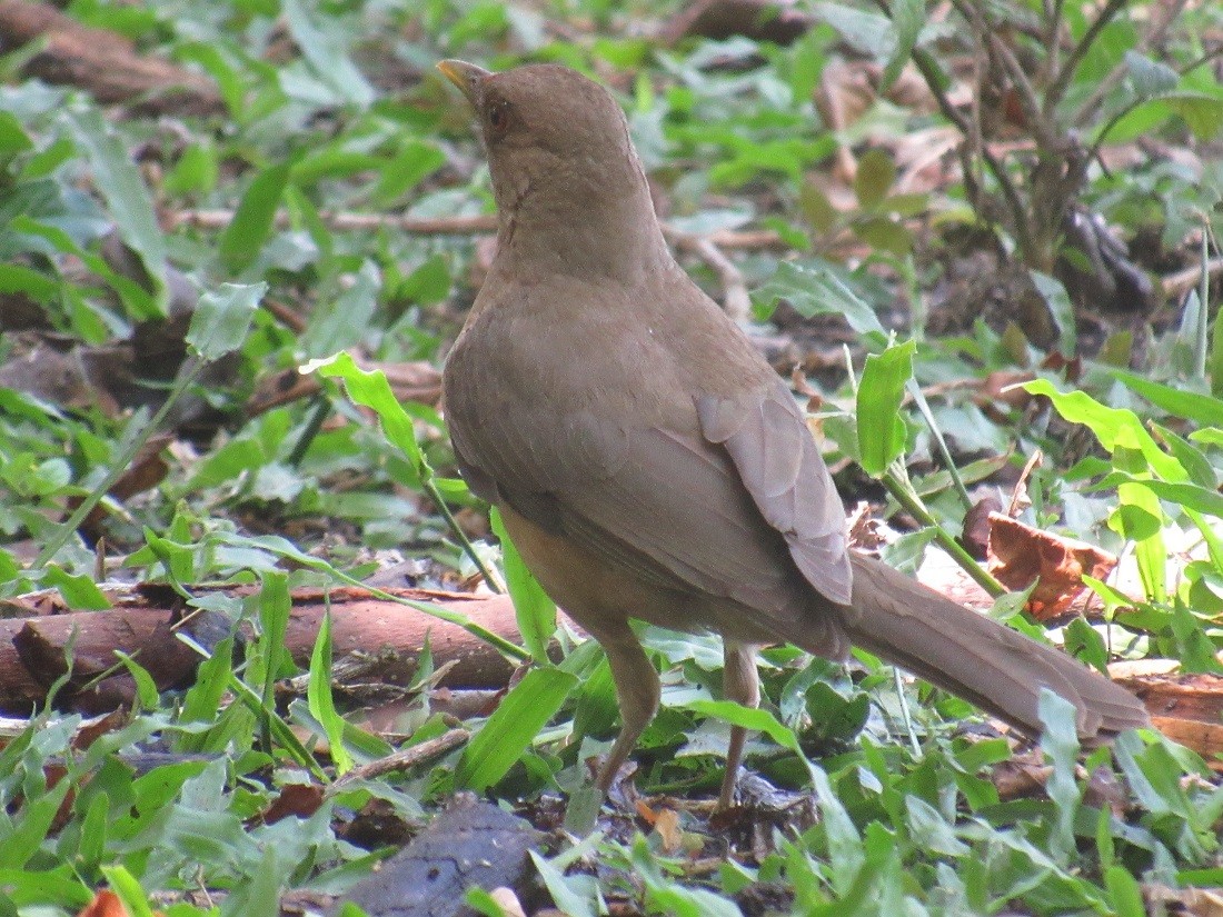 Clay-colored Thrush - ML152963191