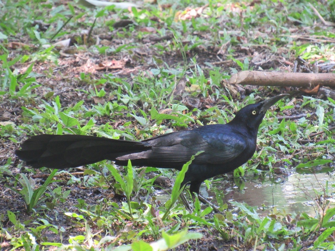 Great-tailed Grackle - ML152963341