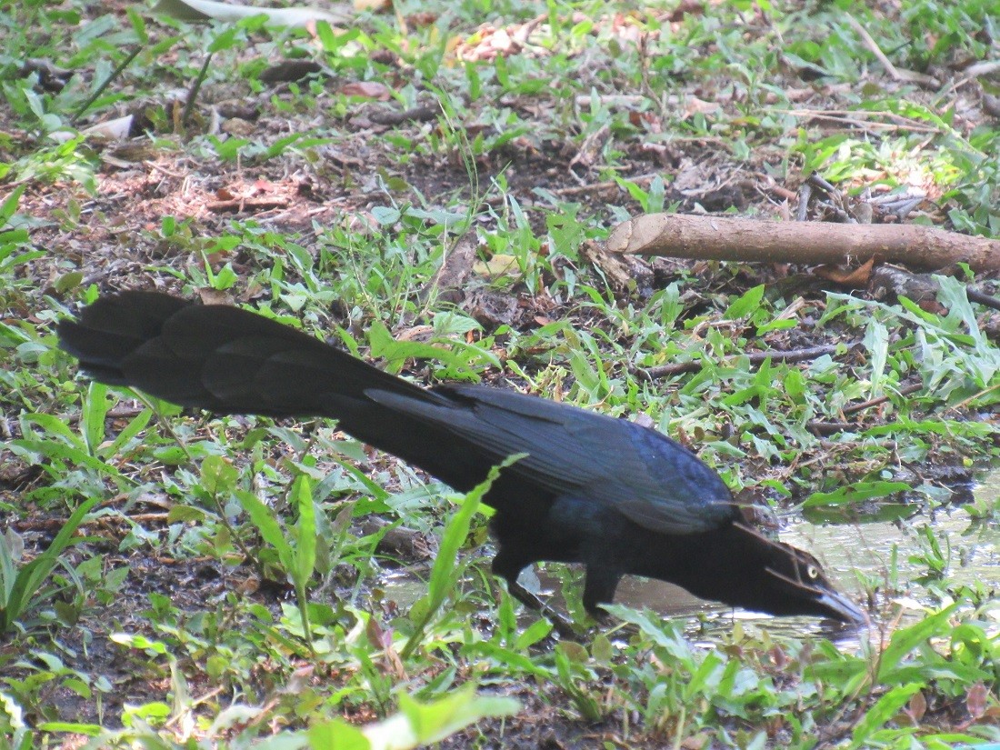 Great-tailed Grackle - ML152963351