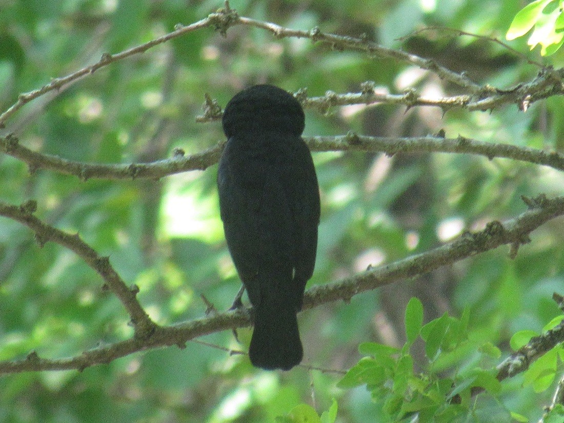 Bronzed Cowbird - ML152963531