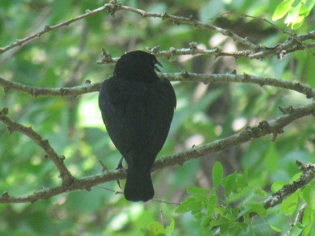 Bronzed Cowbird - ML152963561