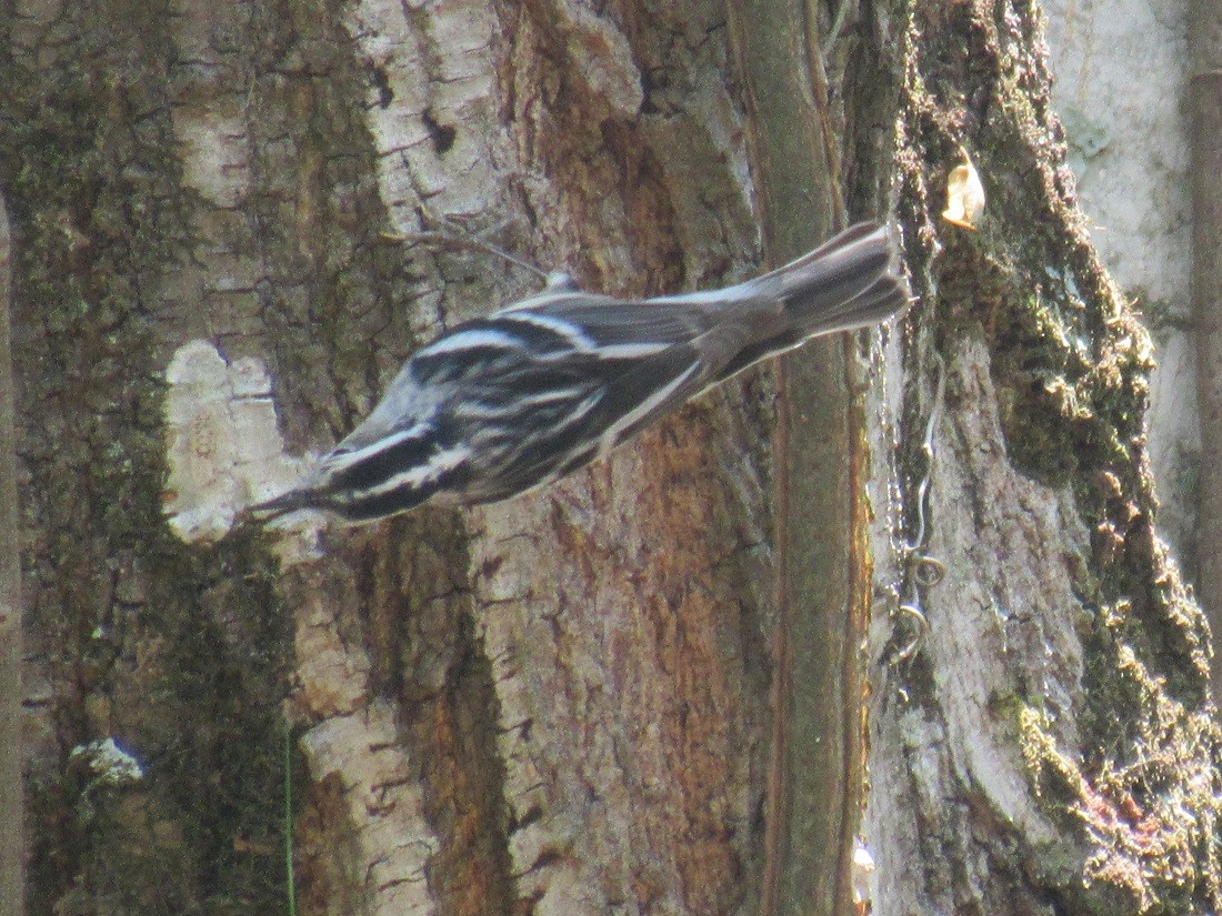 Black-and-white Warbler - ML152963711