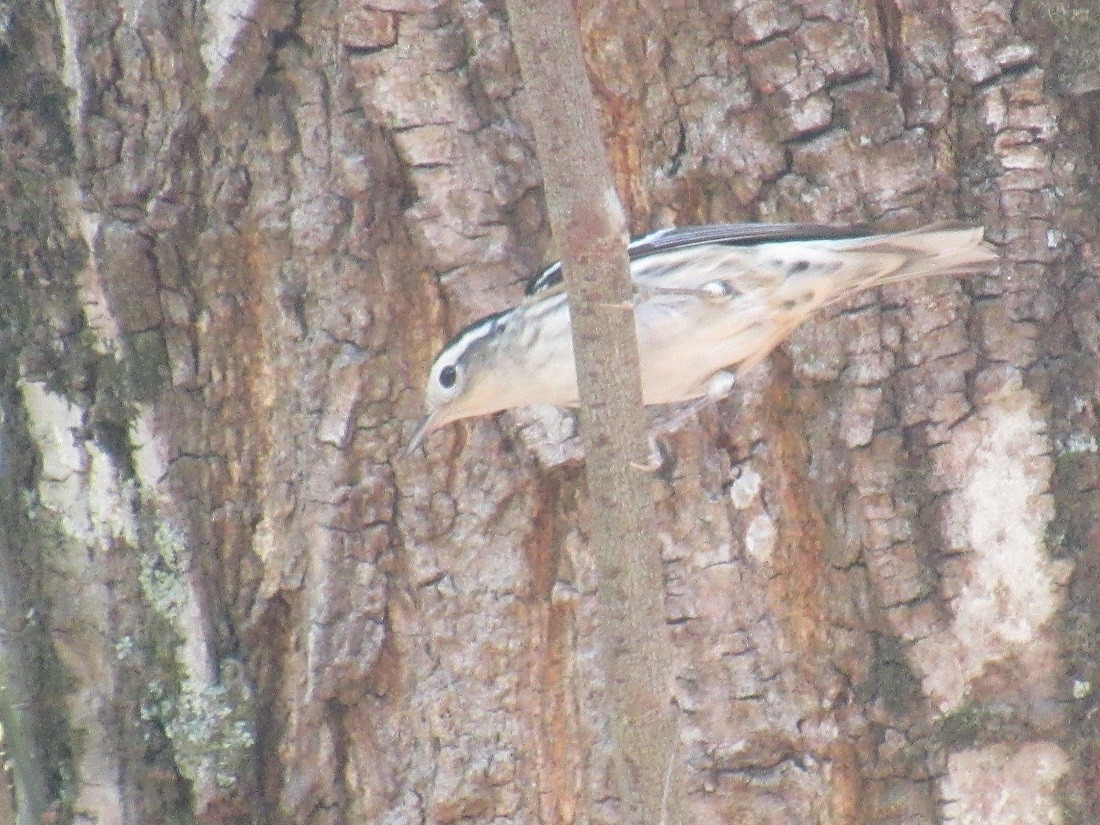 Black-and-white Warbler - ML152963751