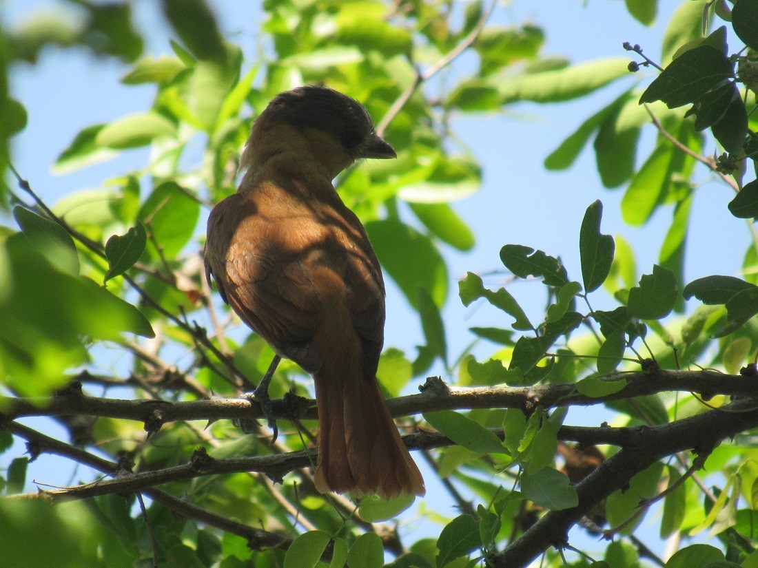 Rose-throated Becard - ML152963811