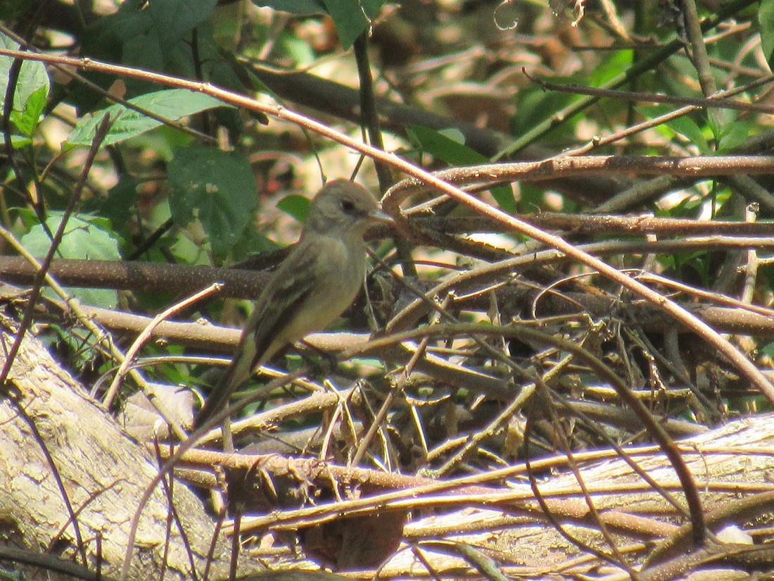 Eastern Wood-Pewee - ML152963961