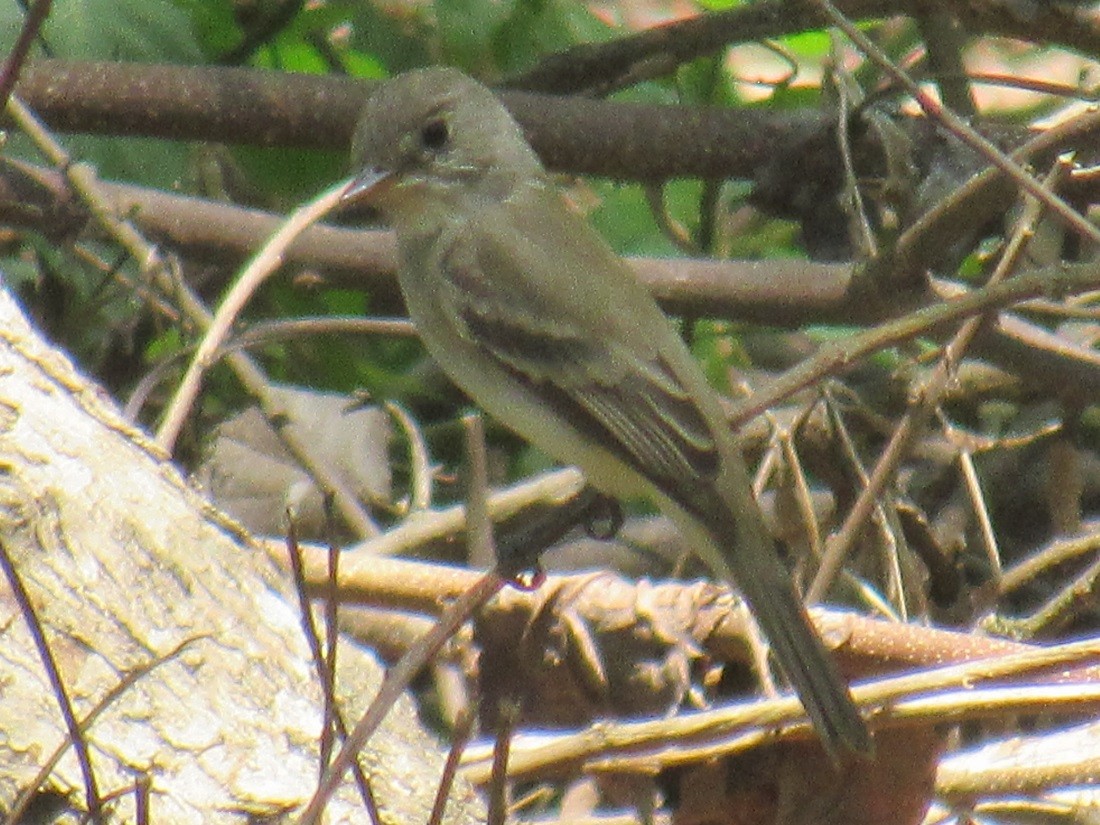 Eastern Wood-Pewee - ML152963991