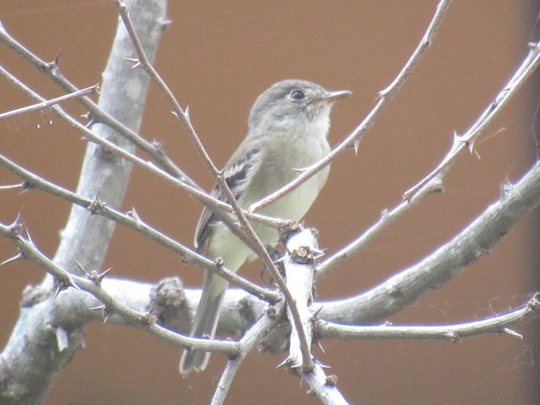 Least Flycatcher - ML152964241