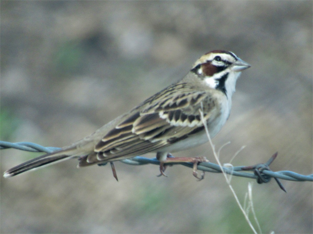 Lark Sparrow - Vollie Rifner