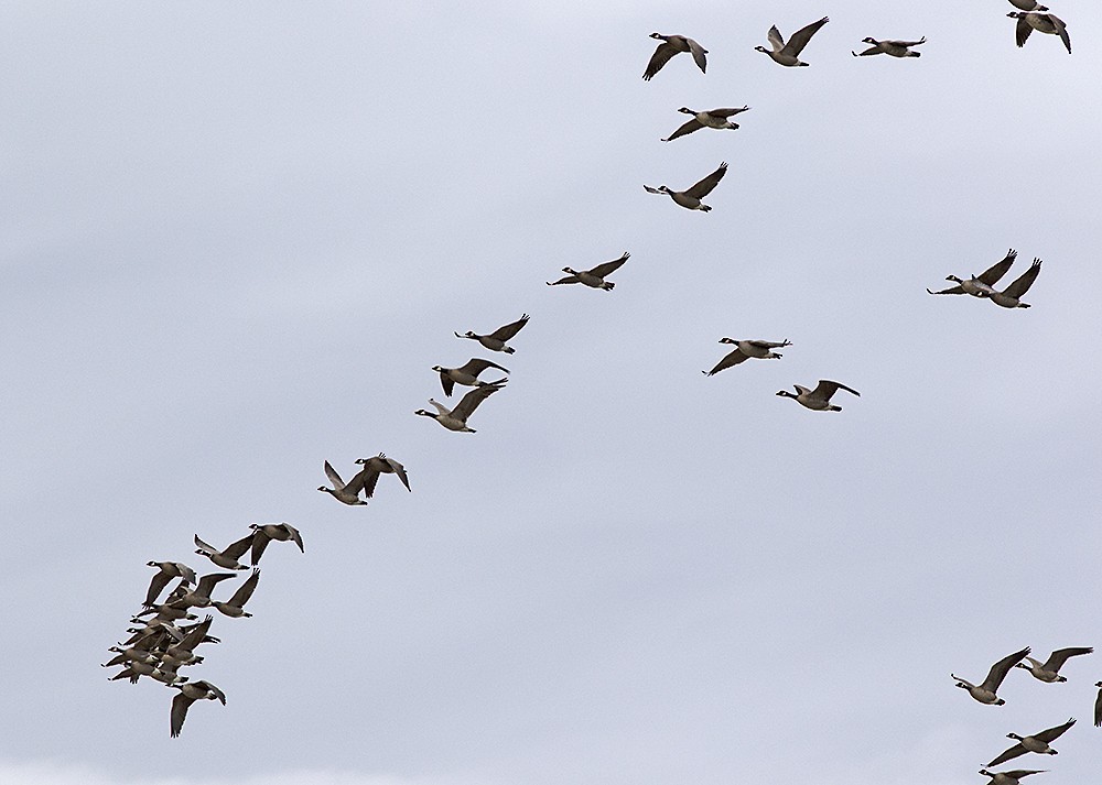 Branta kanadar handia - ML152964641