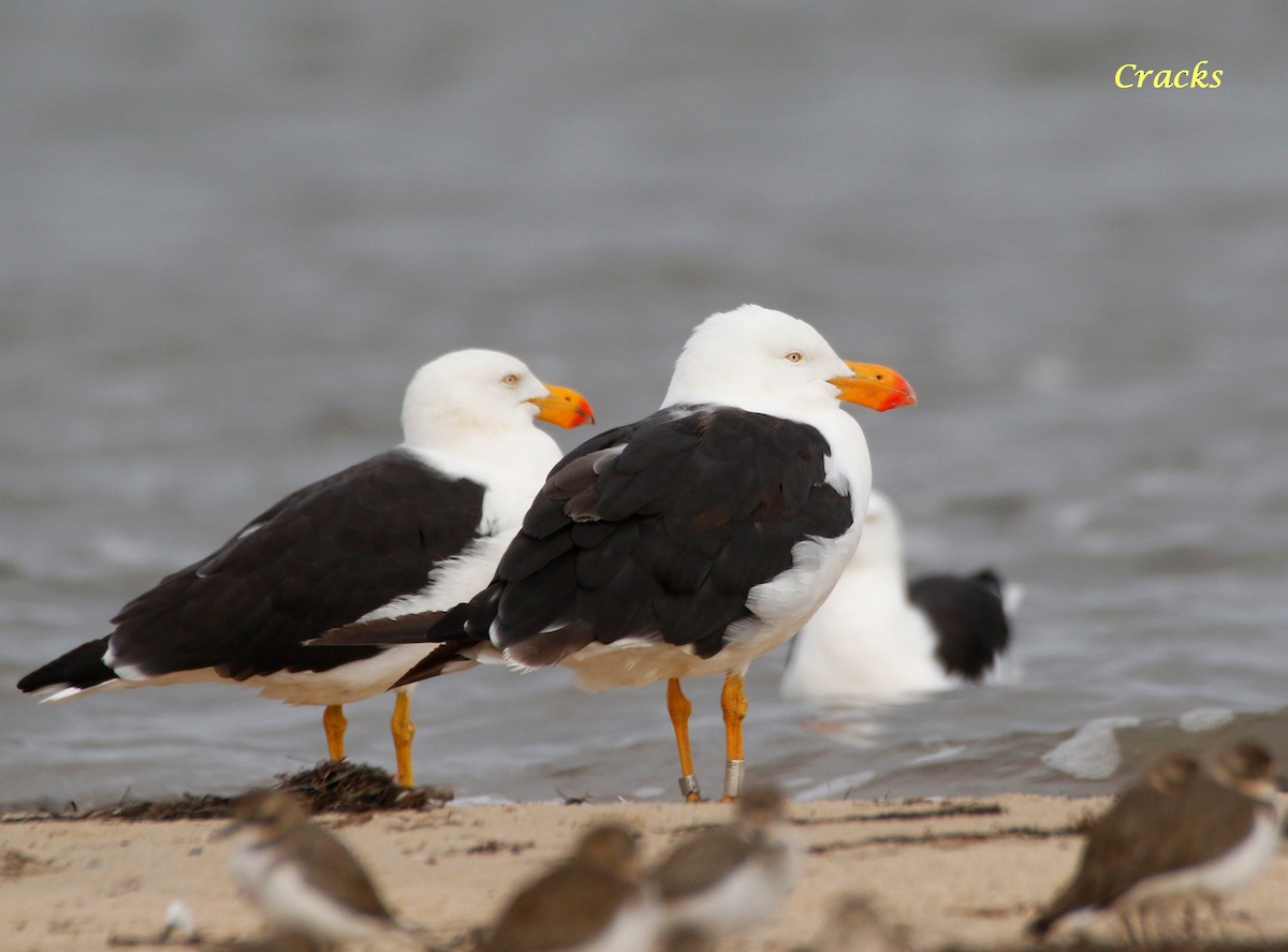 Pacific Gull - ML152965011