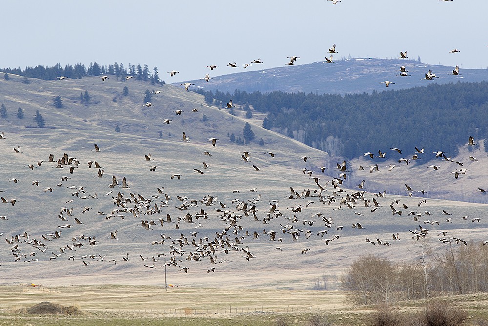 Kurrilo kanadarra - ML152965121