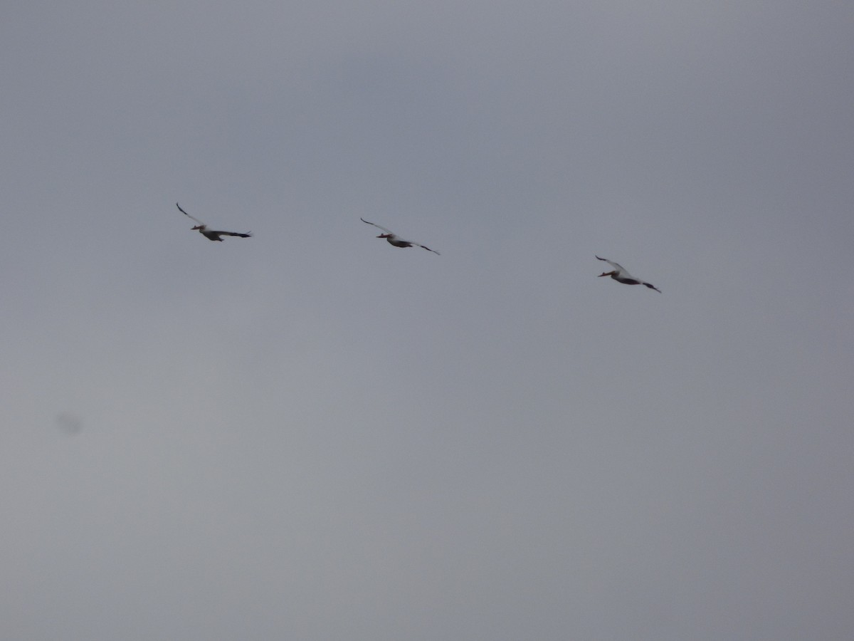 American White Pelican - ML152965191