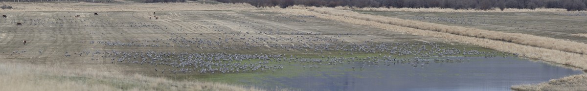 Sandhill Crane - Alan Burger