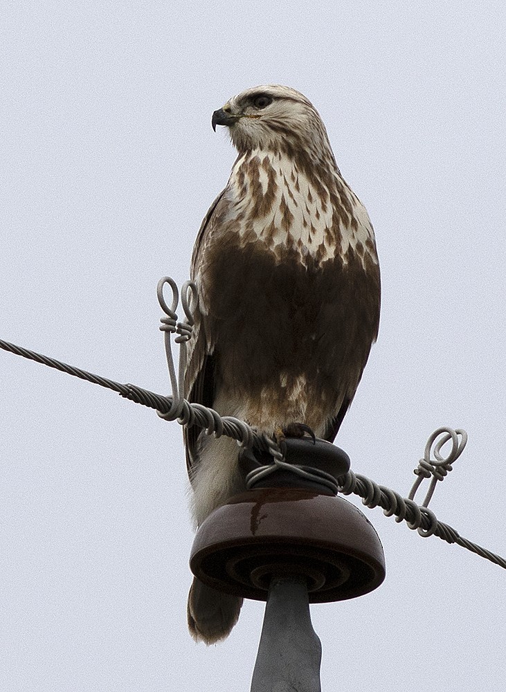 Zapelatz galtzaduna - ML152965361