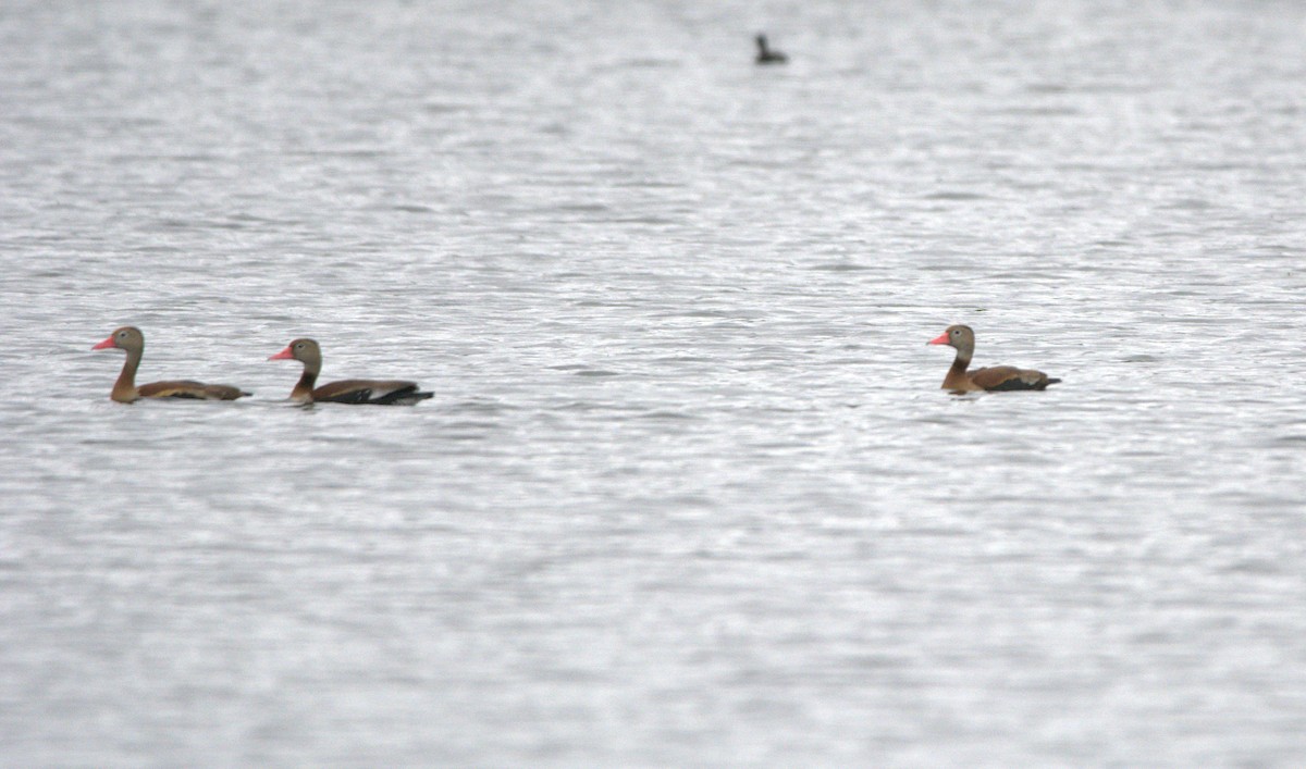 Black-bellied Whistling-Duck - ML152965821