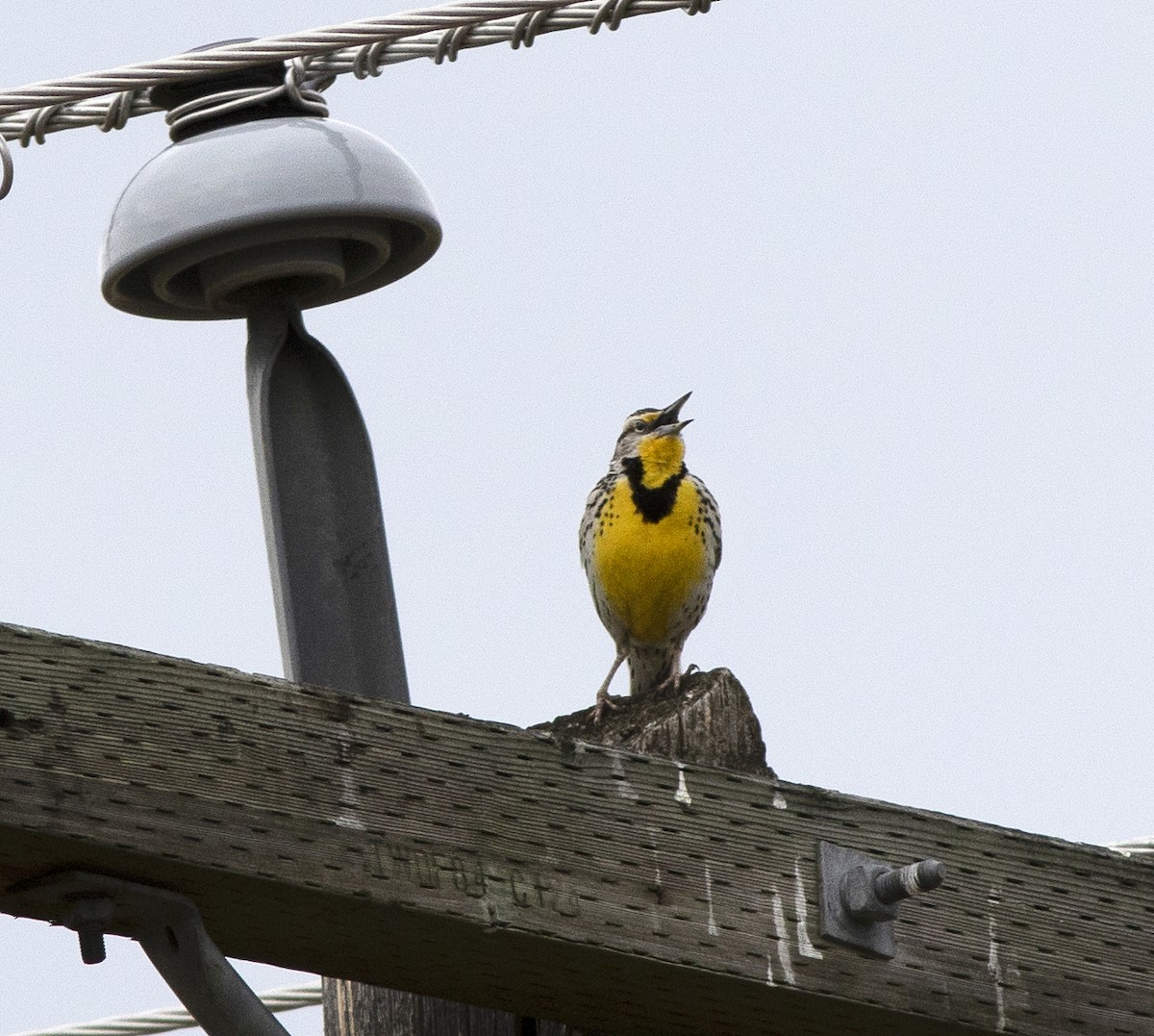 Western Meadowlark - ML152966211