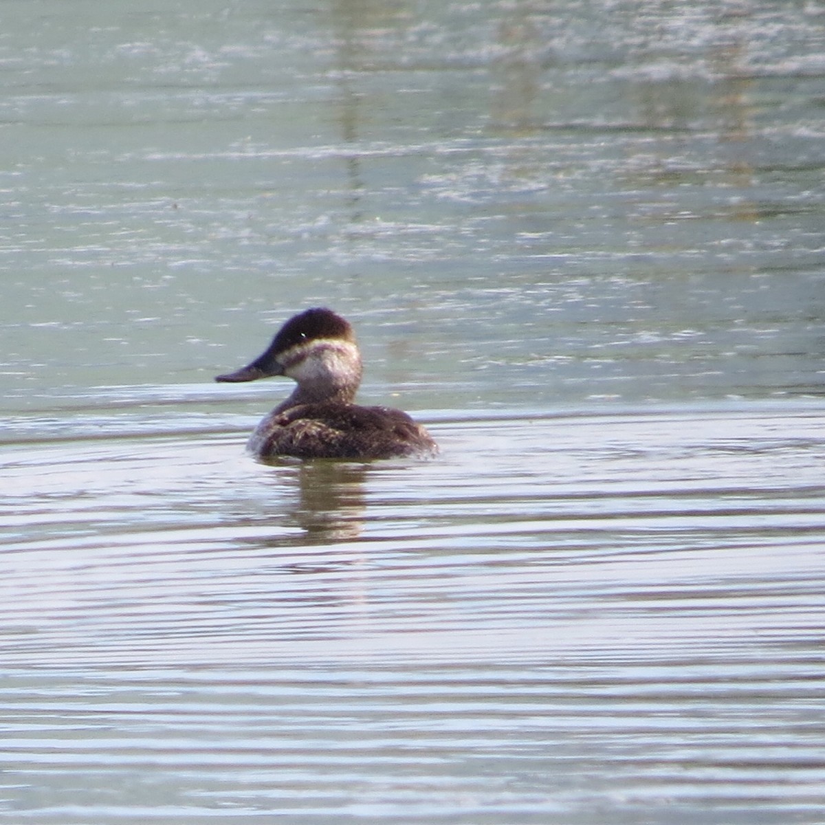 Ruddy Duck - Mookie Fudemberg