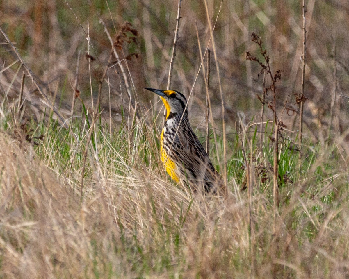 Eastern Meadowlark - ML152966521