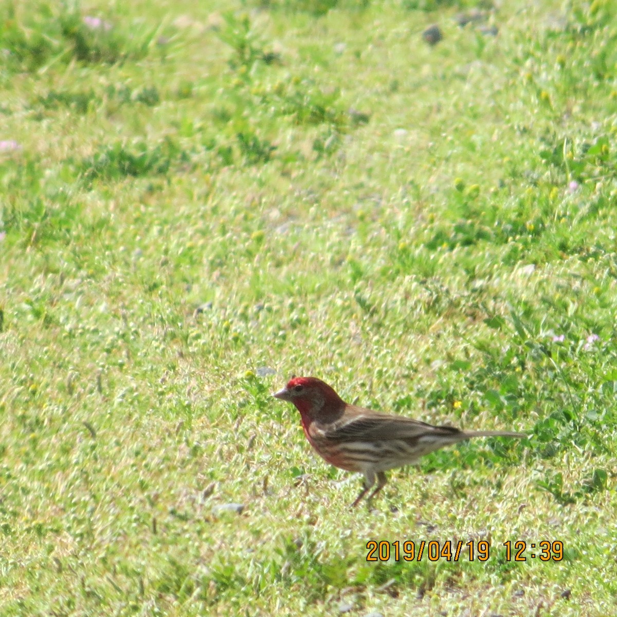 House Finch - Mookie Fudemberg