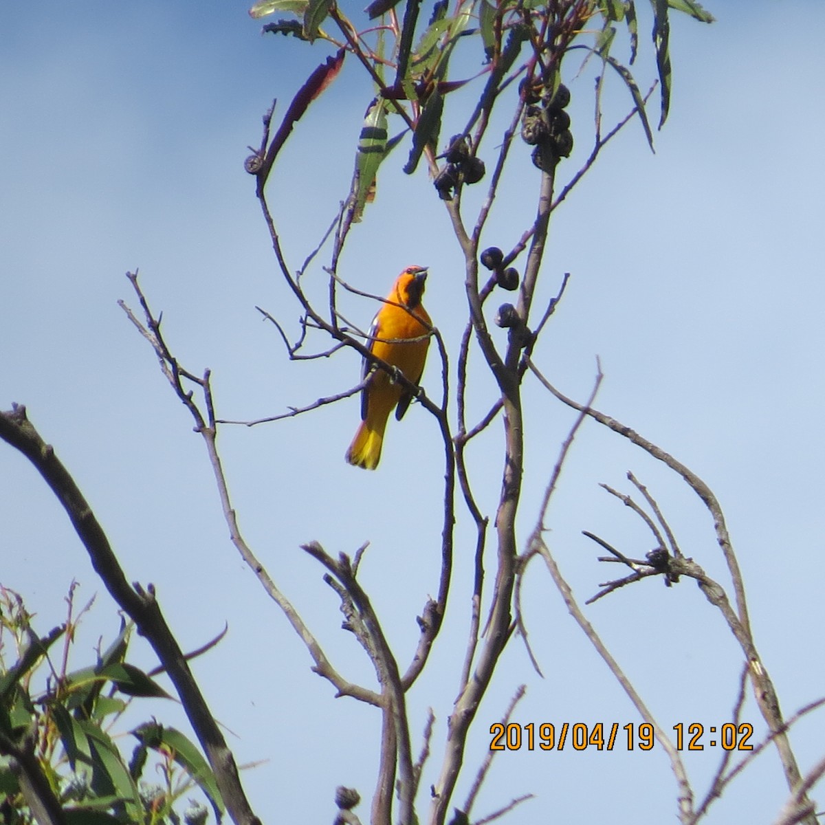 Bullock's Oriole - ML152966691