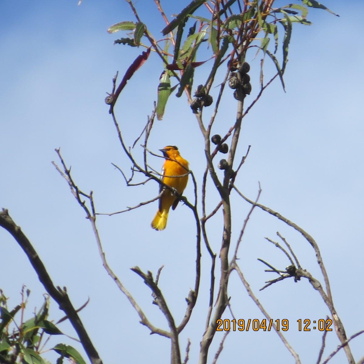 Bullock's Oriole - Mookie Fudemberg