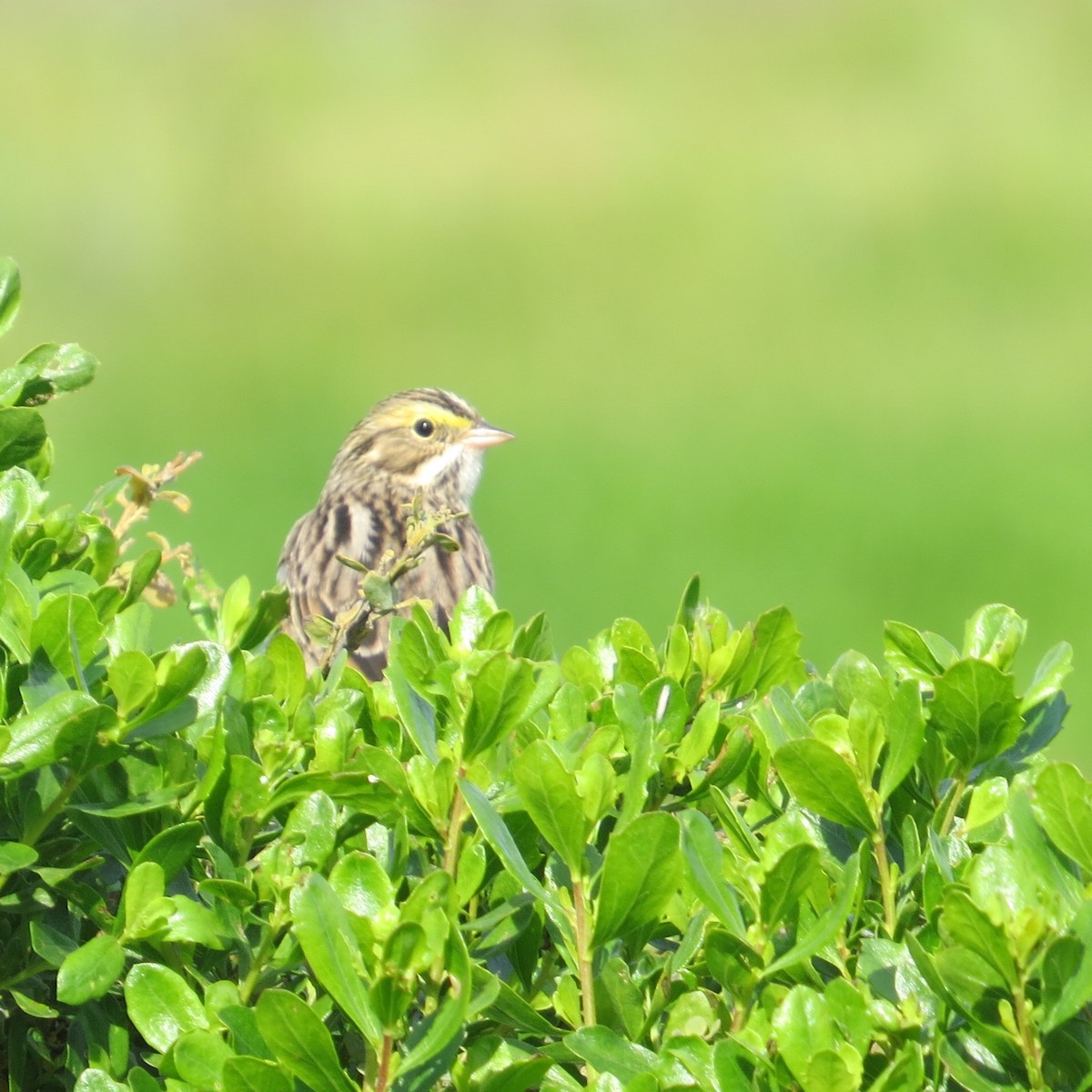 Savannah Sparrow - ML152966791