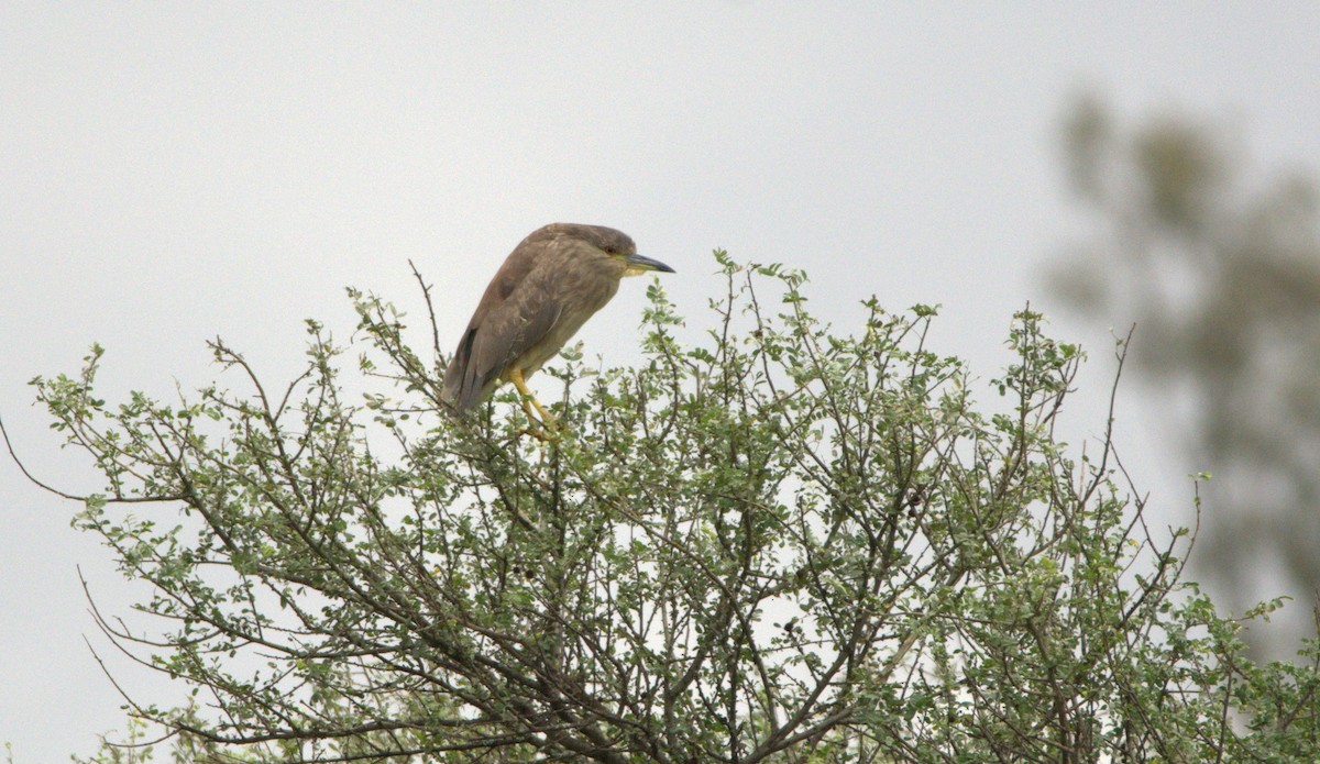 Black-crowned Night Heron - ML152966851