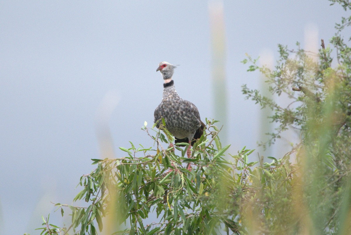 Southern Screamer - ML152967081