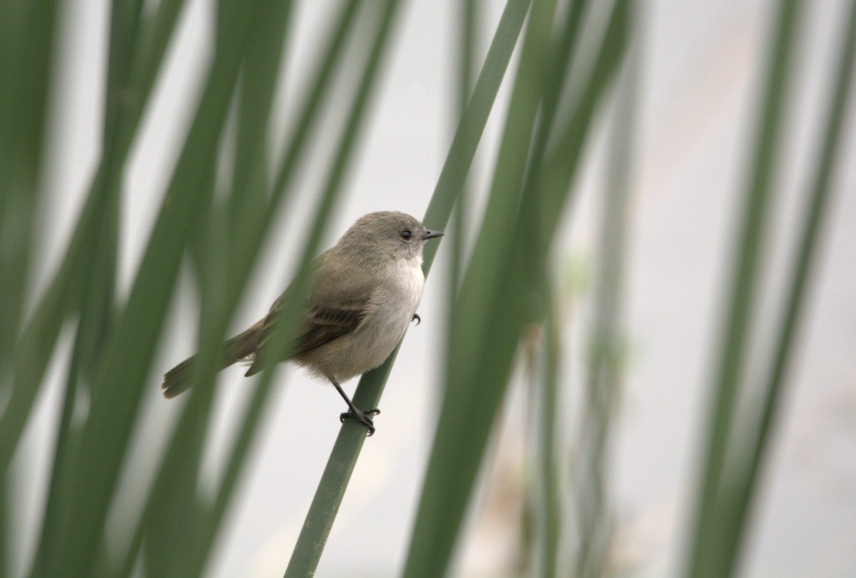 Sooty Tyrannulet - ML152967321