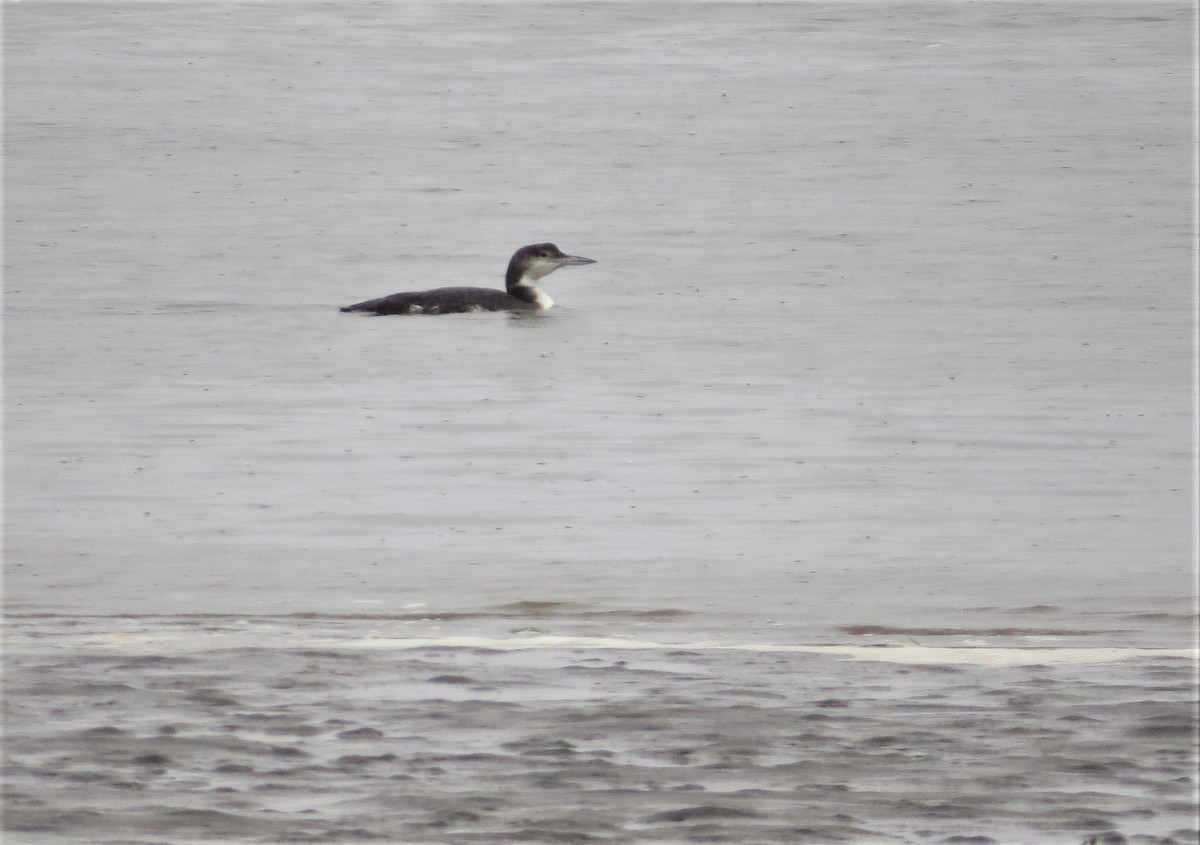 Common Loon - Ann Marie Wood