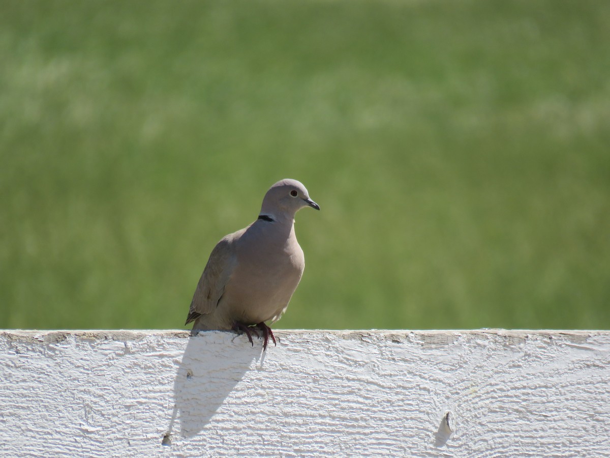 Eurasian Collared-Dove - Robert Hansen