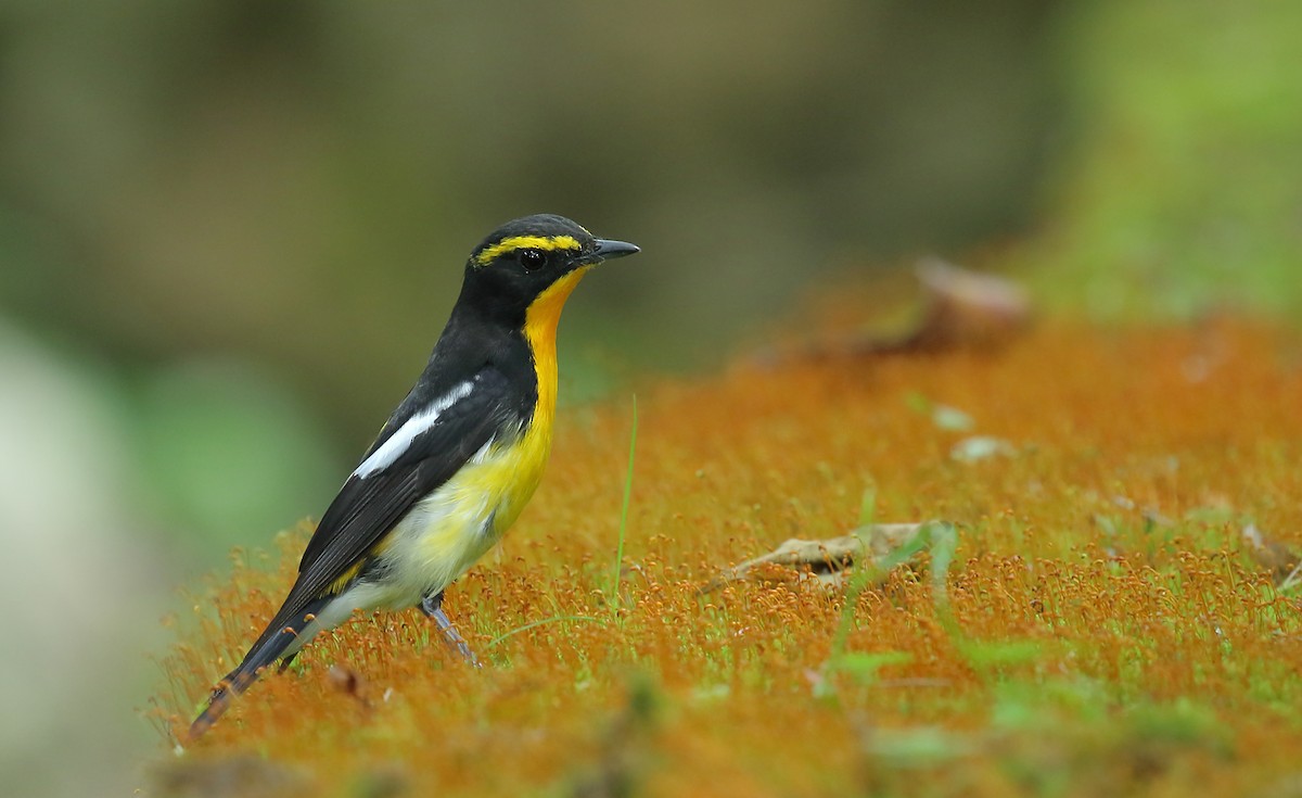 Narcissus Flycatcher - ML152967541
