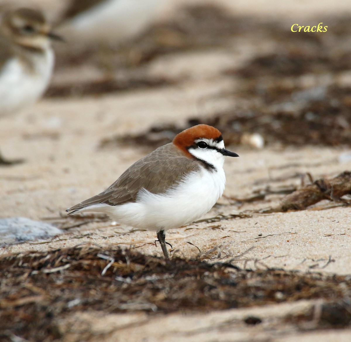 Red-capped Plover - Matt McCrae