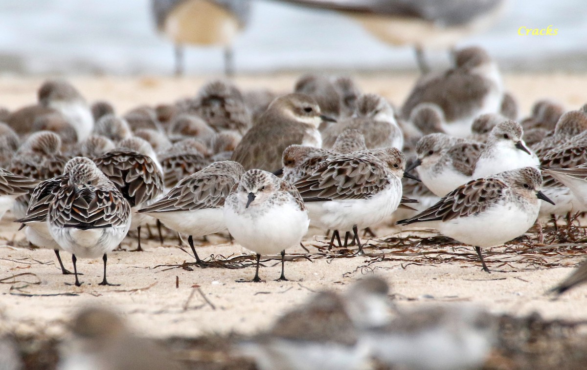 Red-necked Stint - Matt McCrae